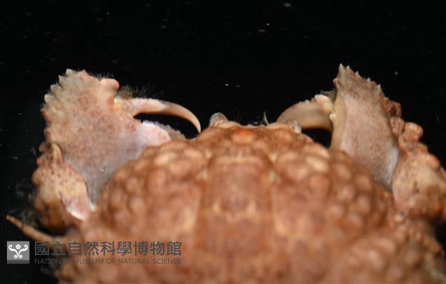 山羊饅頭蟹藏品圖，第6張
