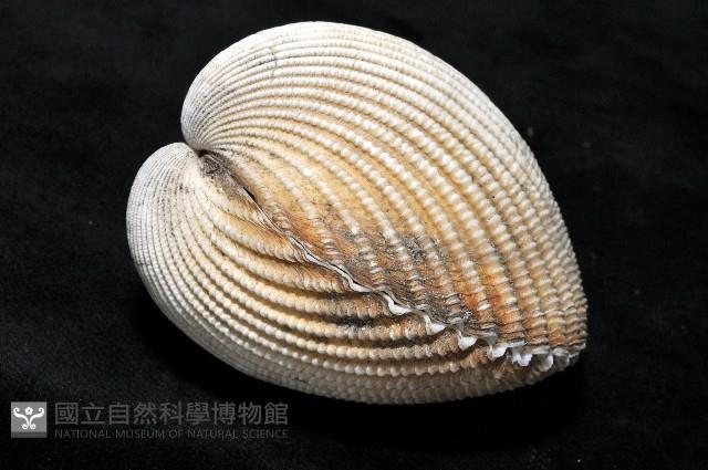 南洋鳥尾蛤藏品圖，第6張