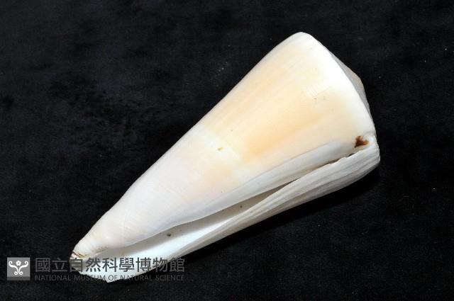 胭脂芋螺藏品圖，第6張