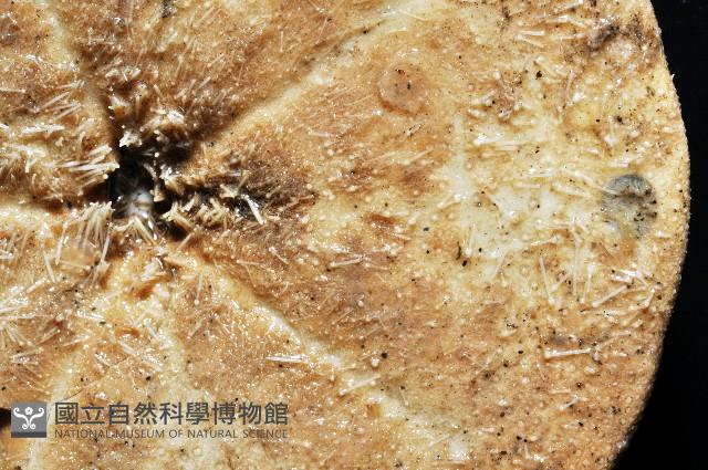 綠楯海膽藏品圖，第6張