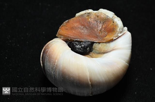 大玉螺藏品圖，第6張