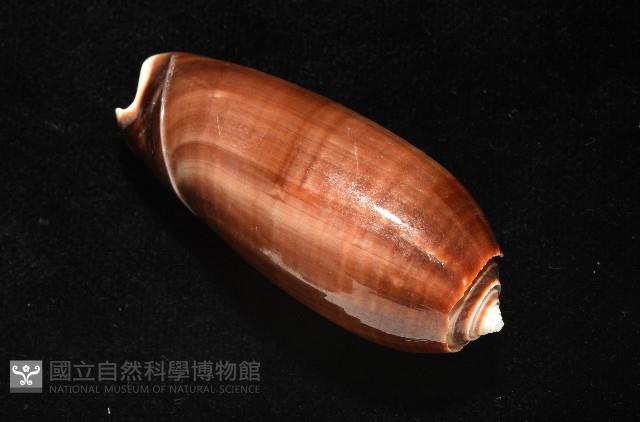 登錄號:007819-00131藏品圖，第6張
