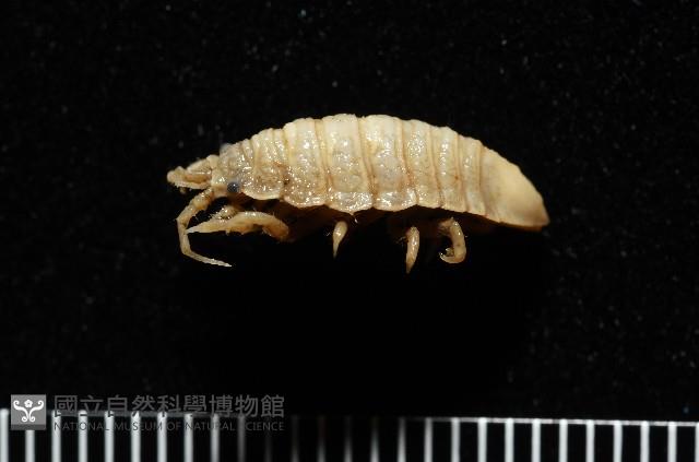 北極等足類藏品圖，第6張