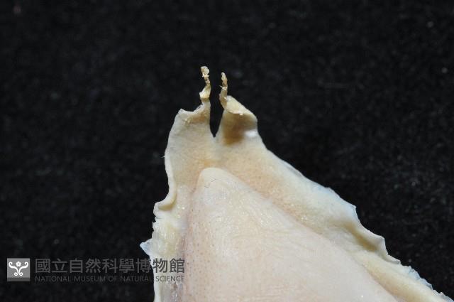 叉尾烏賊藏品圖，第6張