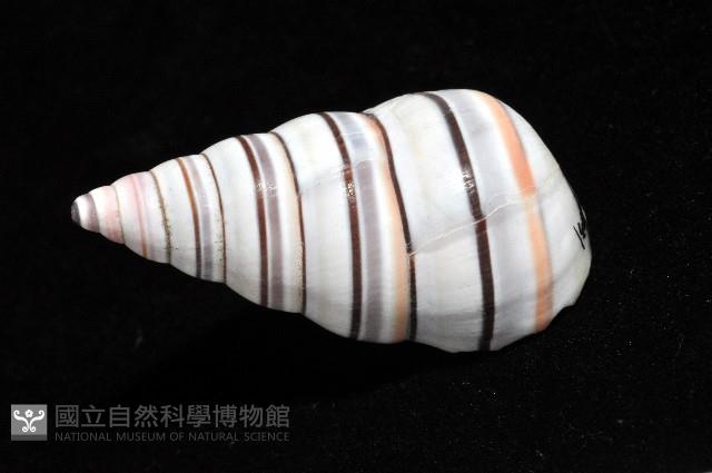彩虹蝸牛藏品圖，第6張