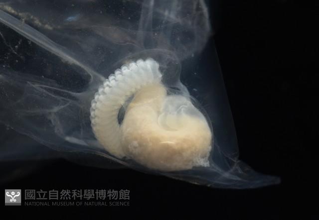 未知種紐鰓樽藏品圖，第6張