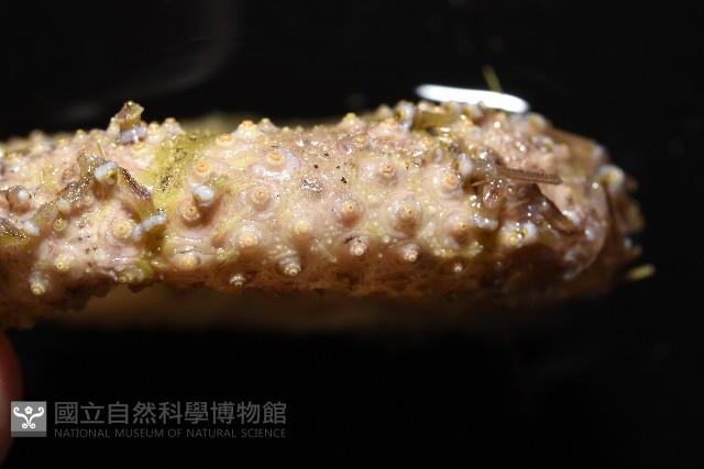 粒毛冠海膽藏品圖，第6張
