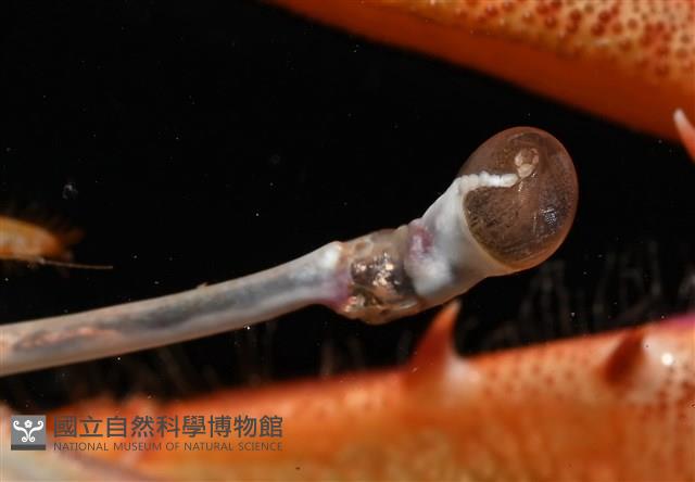看守長眼蟹藏品圖，第6張