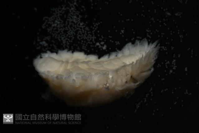 未知種鰓虱藏品圖，第6張