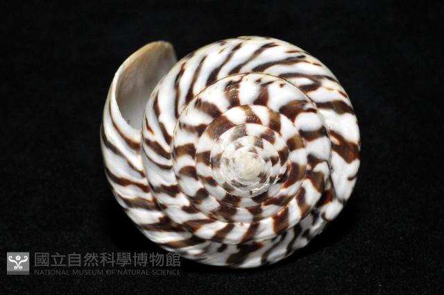 鼬鼠芋螺藏品圖，第6張