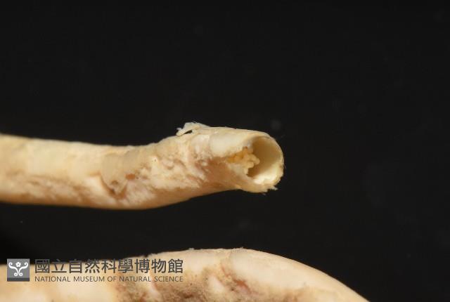未知種多毛類藏品圖，第6張