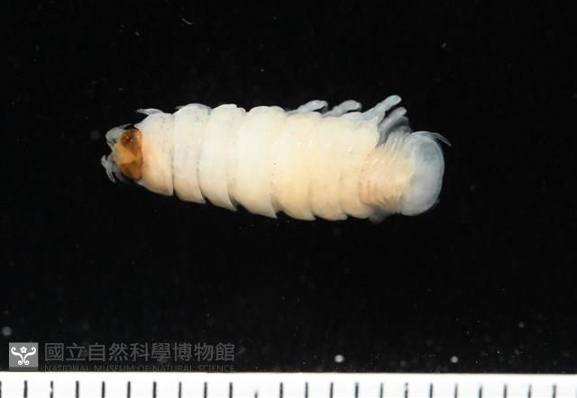 未知種縮頭水虱藏品圖，第6張