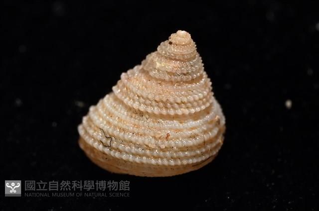 千島國鐘螺藏品圖，第6張
