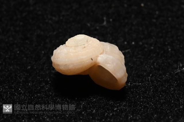 東海花冠螺藏品圖，第6張