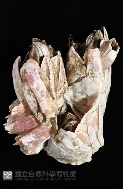 薄殼藤壺藏品圖，第6張