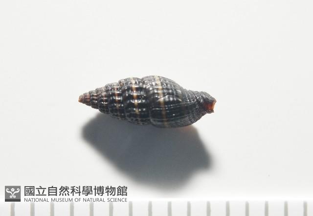 晨光蛹筆螺藏品圖，第6張