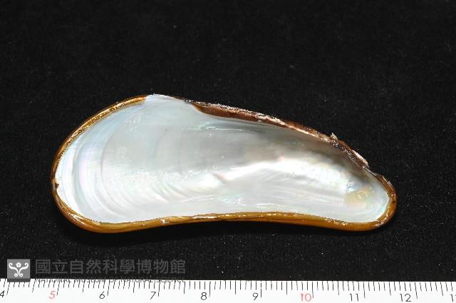 斧形深海殼菜蛤藏品圖，第6張