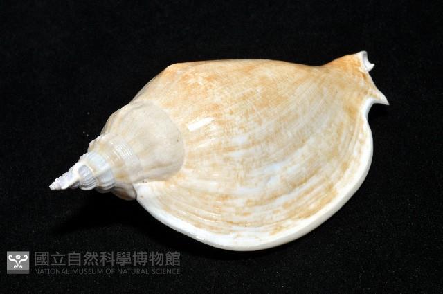 圓袖鳳凰螺藏品圖，第6張