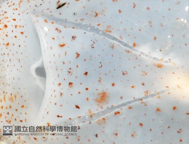 瓦爾迪瓦紡錘魷藏品圖，第6張