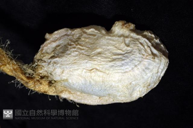 北極有柄海鞘藏品圖，第6張