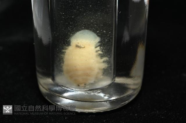 未知種縮頭水虱藏品圖，第6張