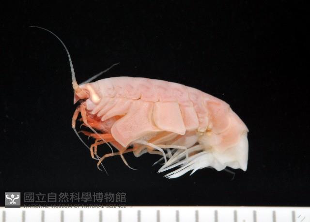 未知種深海側甲鉤蝦藏品圖，第6張