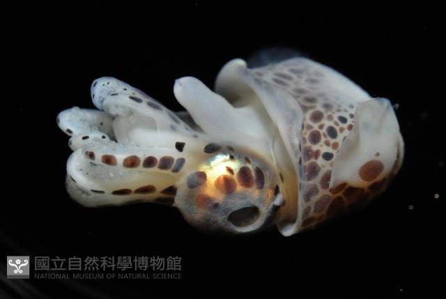 柏氏四盤耳烏賊藏品圖，第6張