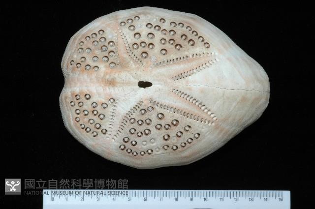 秀麗布萊海膽藏品圖，第6張