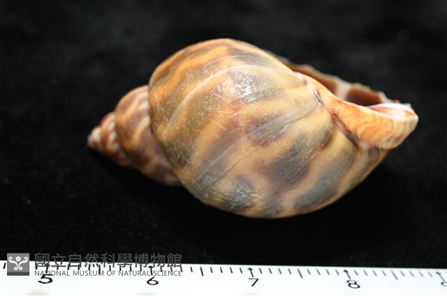 臺灣鳳螺藏品圖，第6張