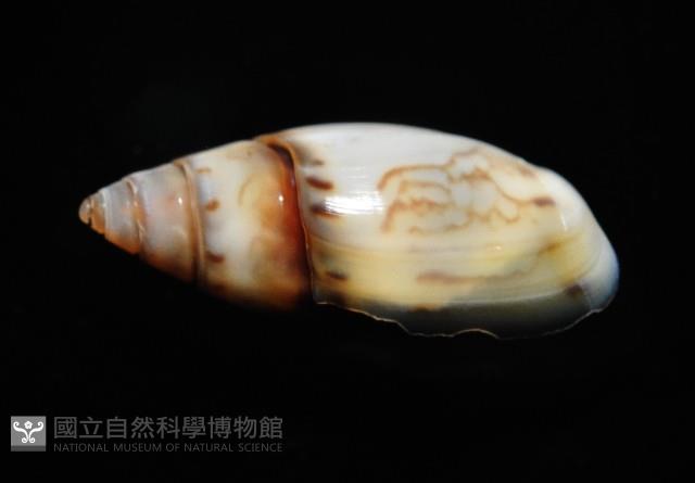 細小彈頭螺藏品圖，第6張