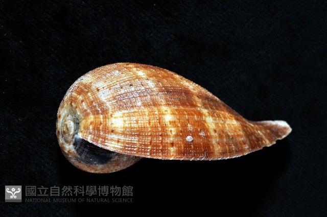 小枇杷螺藏品圖，第6張