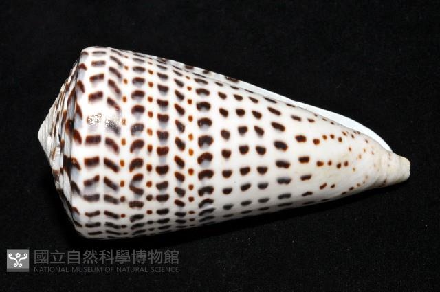 密碼芋螺藏品圖，第6張