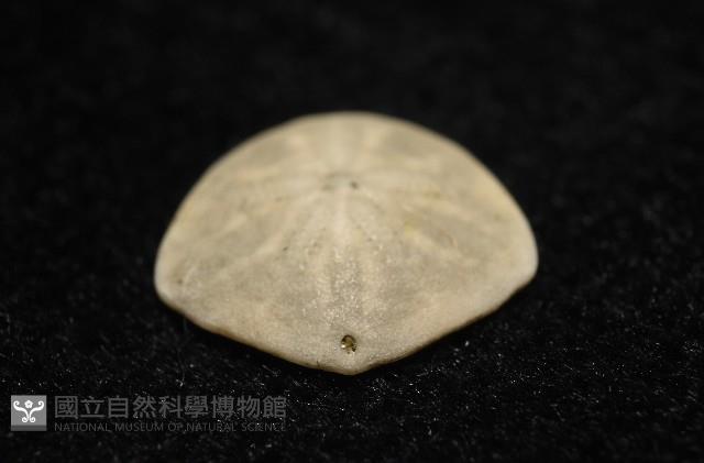 馬氏海錢(馬氏扣海膽)藏品圖，第6張