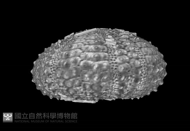 芮氏刻肋海膽藏品圖，第6張