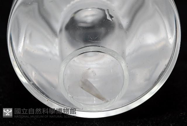 牛角蝶螺藏品圖，第6張