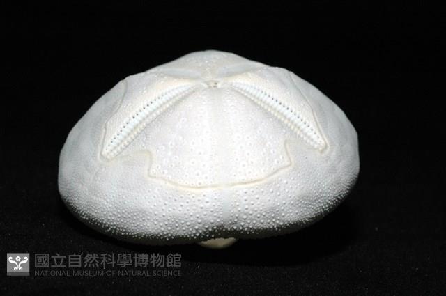 心形海壺藏品圖，第6張