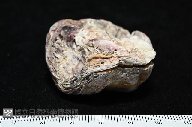 未知種巨牡蠣藏品圖，第6張