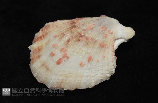 垂簾海扇蛤藏品圖，第6張