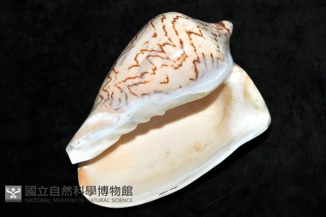 舞袖渦螺藏品圖，第6張