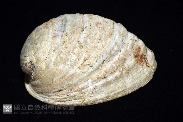孔雀鮑螺藏品圖，第6張