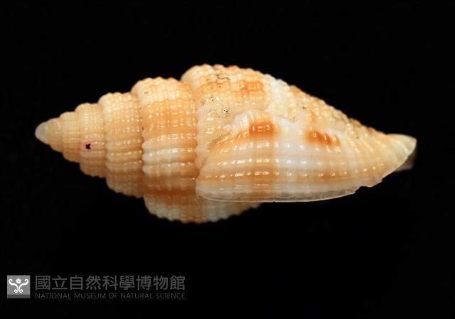 西非渦筆螺藏品圖，第6張