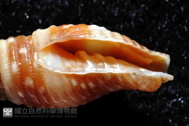 小珠筆螺藏品圖，第6張
