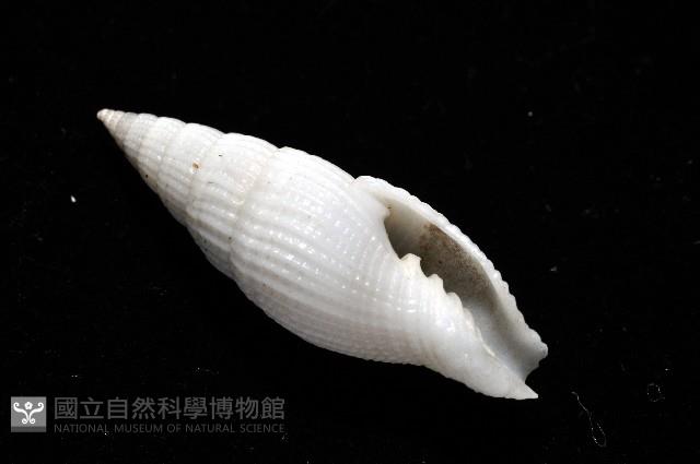 玉麟蛹筆螺藏品圖，第6張