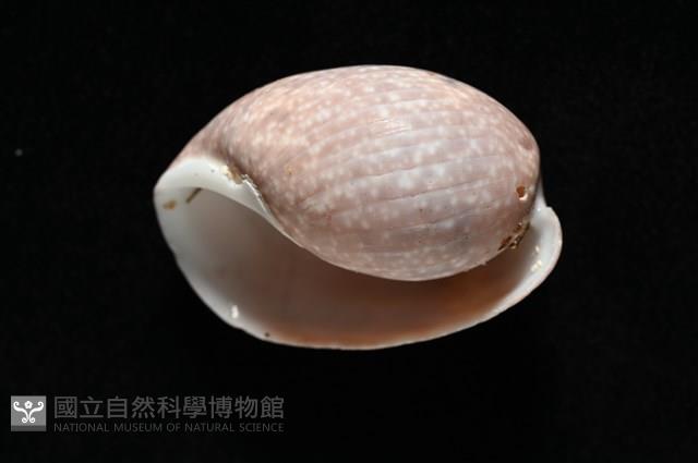 棗螺藏品圖，第6張