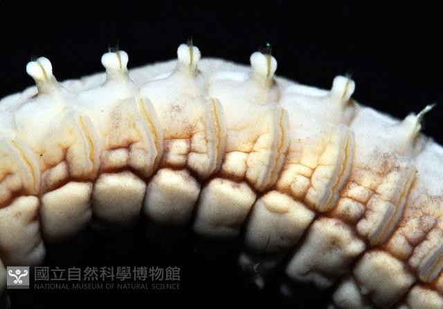 梧棲乳蟄蟲藏品圖，第6張
