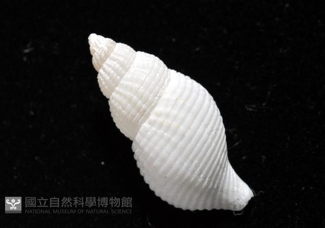 大溪峨螺(新種)藏品圖，第6張