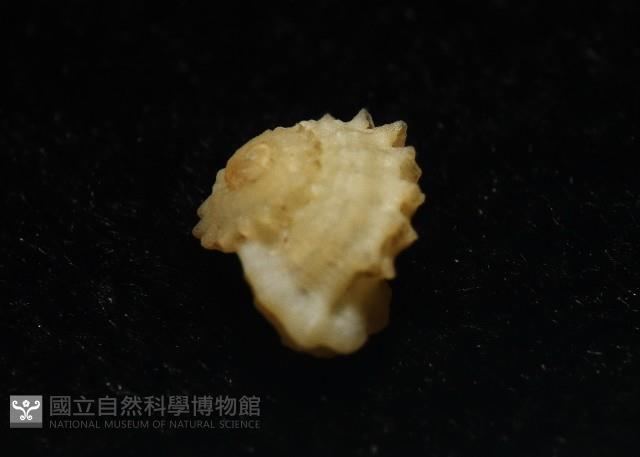 小夜曲花冠螺藏品圖，第6張