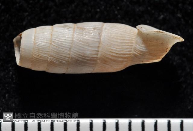 登錄號:004723-00002藏品圖，第6張