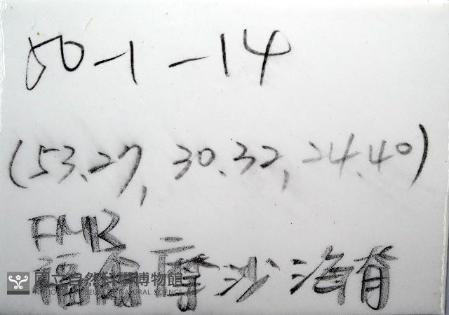 平端深海殼菜蛤藏品圖，第6張