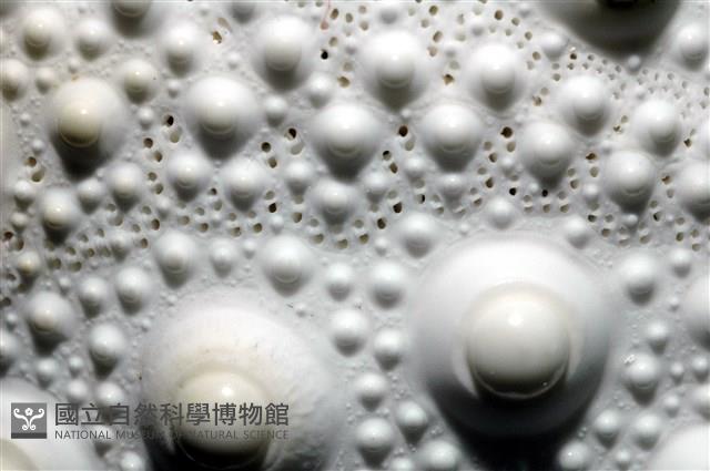 石筆海膽(鉛筆海膽)藏品圖，第6張